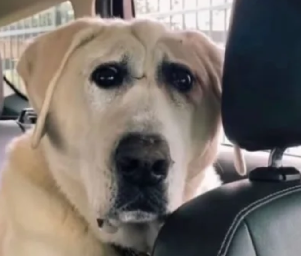 doggo.png